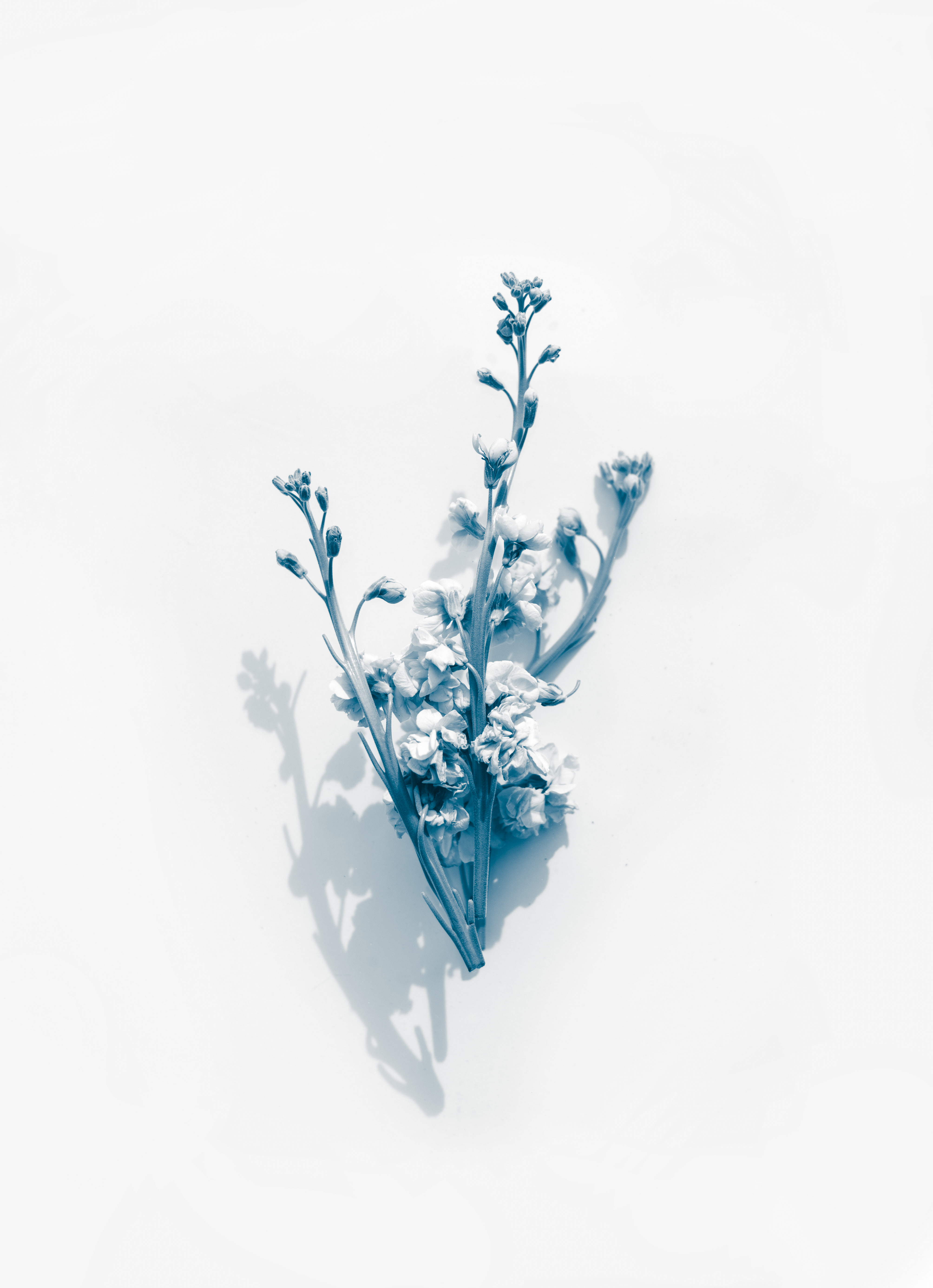 Evie Shaffer on Unsplash
